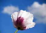 red weed, blue sky, clouds
