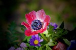 flower, flora, nature