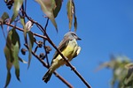 nature, birds, outdoors