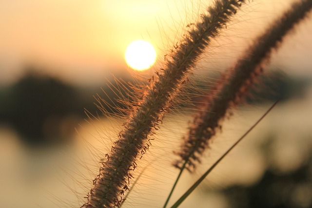 Free Morning Light 4K Wallpaper 1920X1080 photo and picture