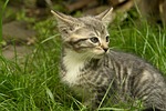 animal, cute, nature