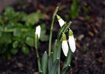 snowdrops, the first flowers, nature