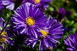 nature, flower, plant