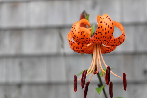 Příroda, Květ, Tiger Lily, Lilie