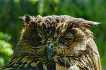 nature, animal world, bird