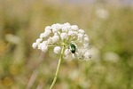 nature, plant, flower