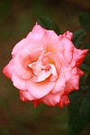 flower, nature, flora