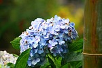 nature, flower, leaf