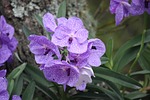 nature, flora, flower