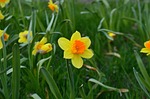 flower, nature, plant
