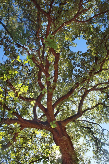 Free Tree Wood photo and picture