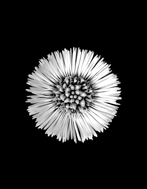 Free Coltsfoot Plants photo and picture