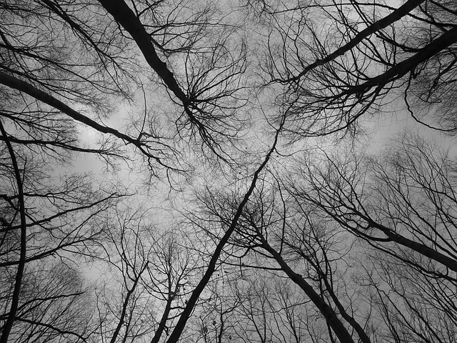 Free Forest Branches photo and picture