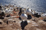 nature, bird, waters