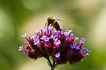 insect, bee, nature