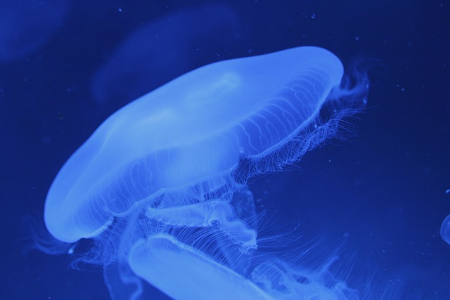 Free Jellyfish Biodome photo and picture