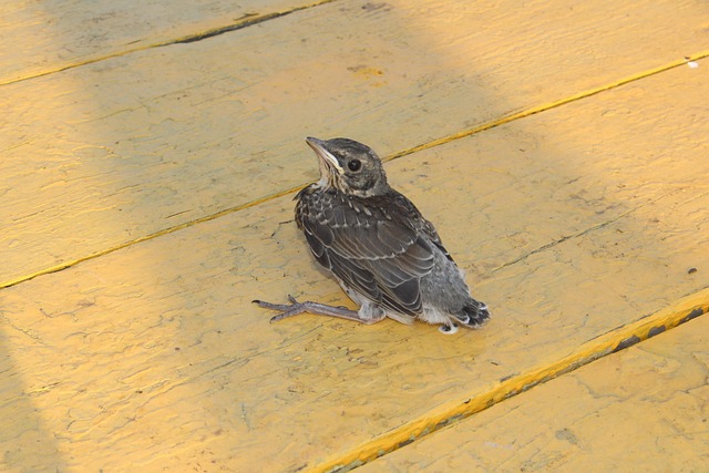 Free Bird Nature photo and picture