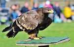 adler, bird of prey, raptor
