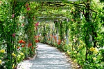 park, nature, flower
