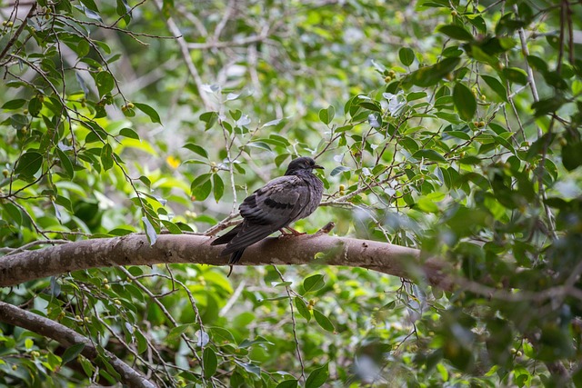 Free Bird Dove photo and picture