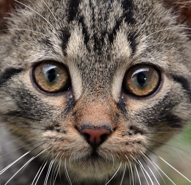 Free Cat Animal photo and picture