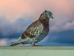 pigeon, bird, nature