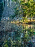 nature, tree, landscape