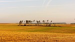 field, farm, trim