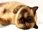 british shorthair, cat, pet
