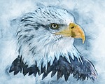 bald eagles, bald eagle, bird of prey