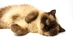 british shorthair, cat, pet