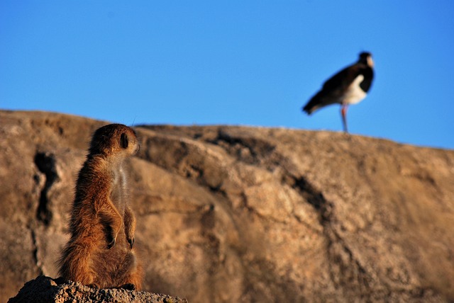 Free Nature Wild Life photo and picture