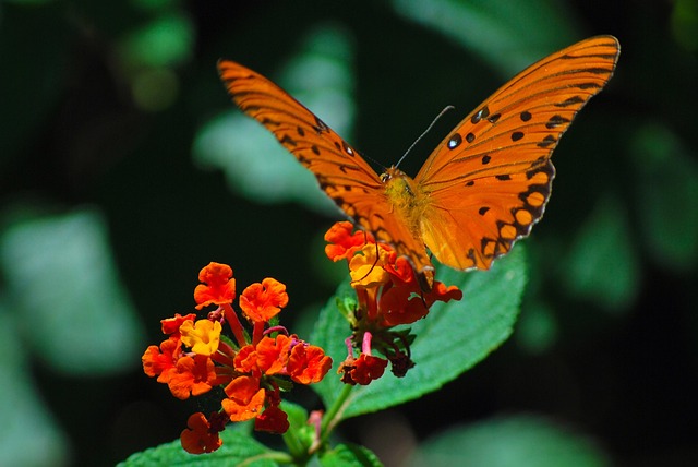 Free Rhopalocera Flower Wallpaper photo and picture