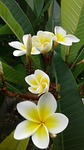 tropical, frangipani, plumeria