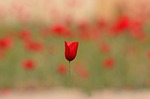 flower, nature, flora