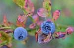 blueberry, berry, nature