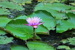 pool, lotus, leaf