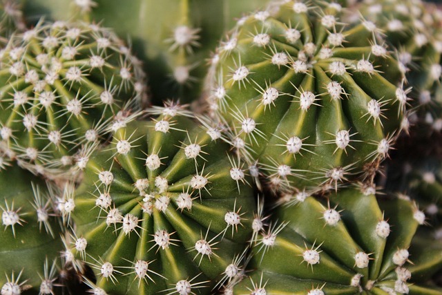 Free Cactaceae Thorny photo and picture