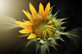 Sunflower, Nature, Flora, Flower