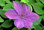nature, flower, clematis