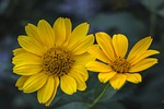 nature, plant, flower