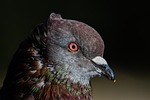 pigeon, bird, head