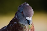 pigeon, bird, head