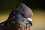 pigeon, bird, head