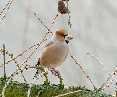 Птица, Дикая Природа, Природа, Животное