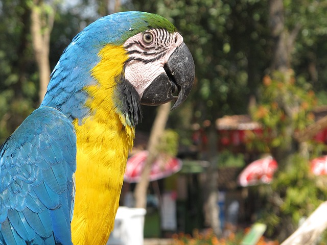 Free Parrot Bird photo and picture
