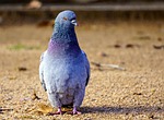 birds, nature, animalia