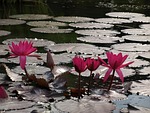 lotus, flowers, lake