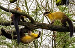 animal world, marten, yellow throated marten
