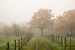 fence, fog, tree